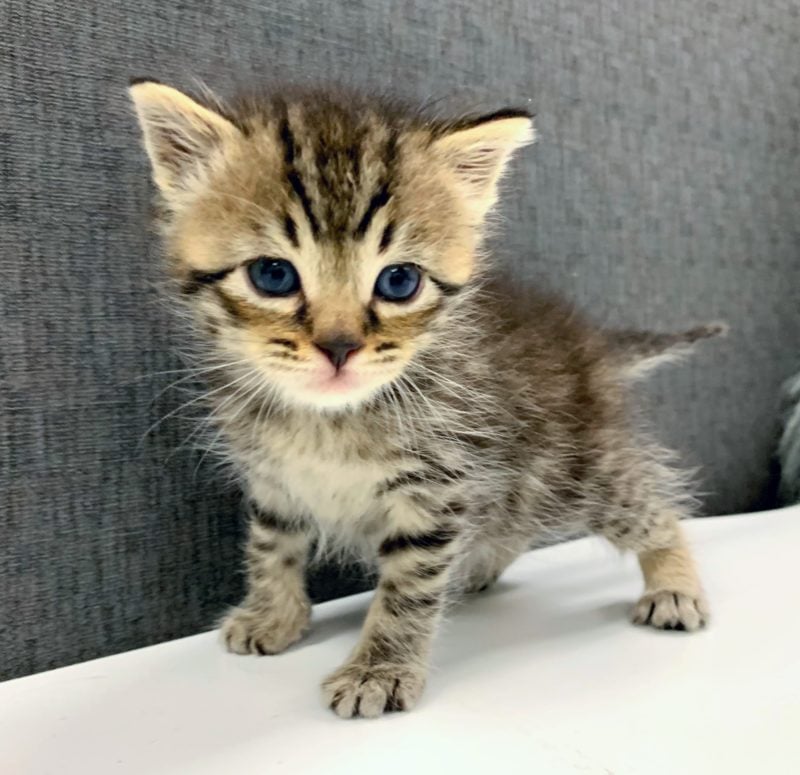 a kitten stands on a desktop