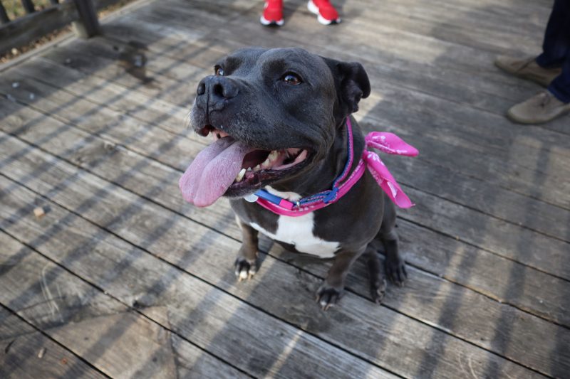 A dog in a pink bandana pants and waits for a treat