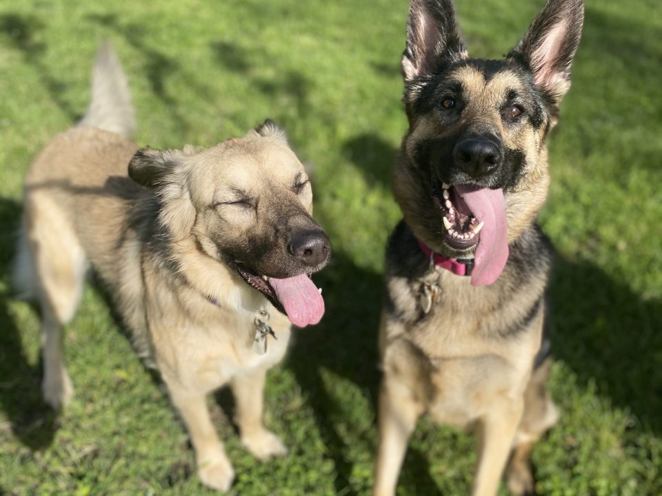 two german shepherds with tongues hanging out