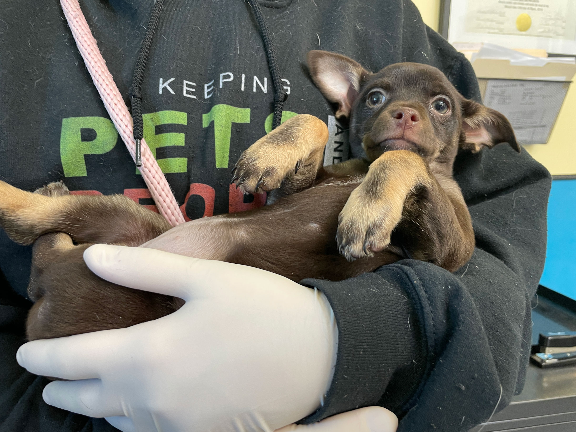 a brown puppy is held like a baby in the vet tech's arms