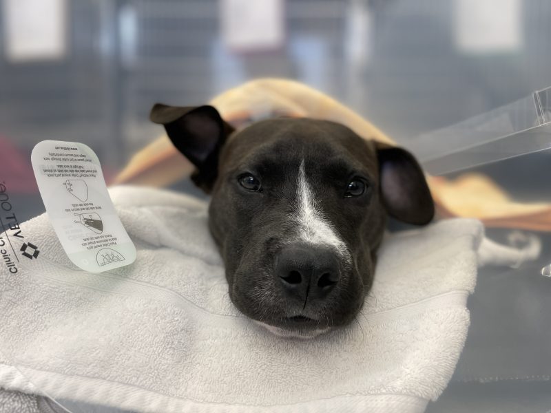 dog recovering in e-collar from neuter surgery