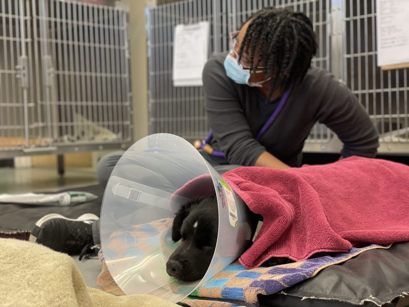 vet tech checking patient heart rate