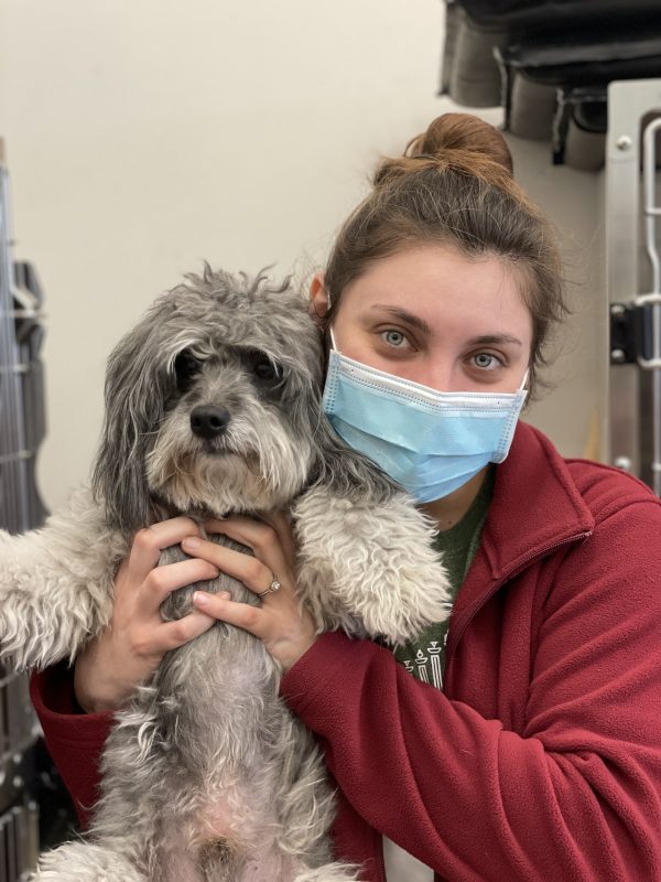 vet tech holding dog