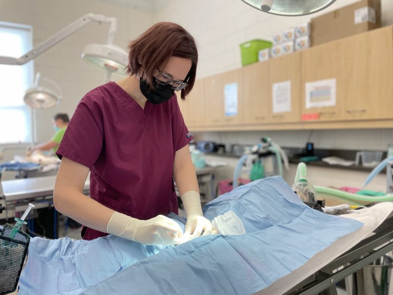 veterinarian performing spay surgery