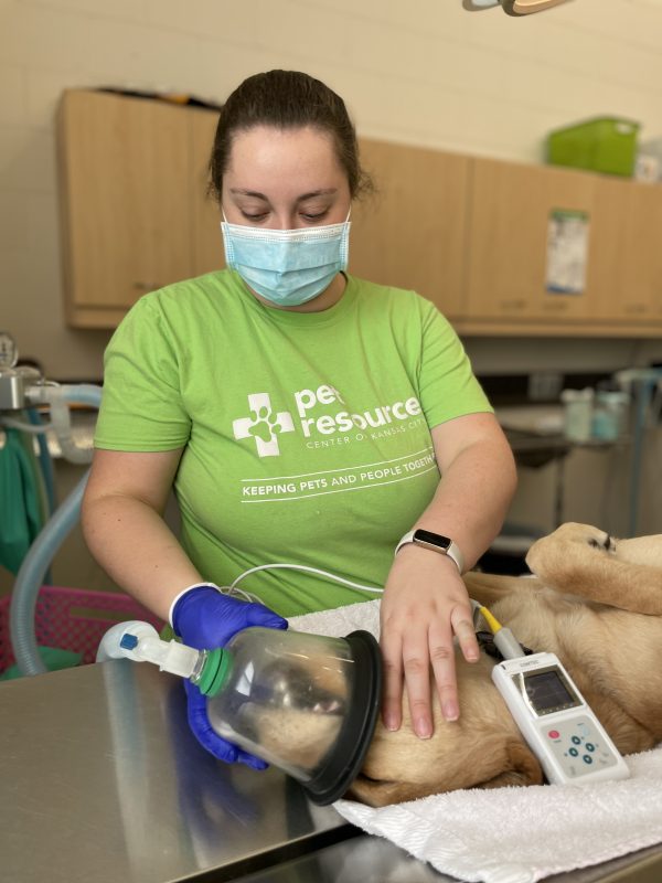 vet tech monitoring pet during surgery