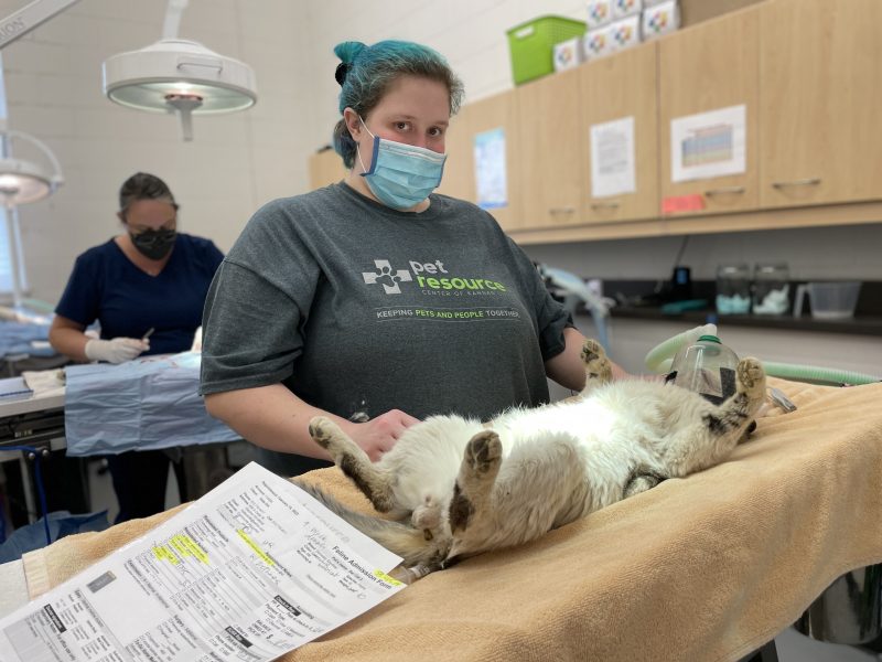 vet tech prepping cat for neuter surgery