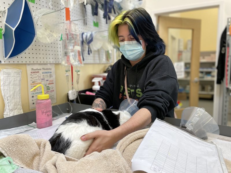 vet tech monitoring pet during surgery recovery