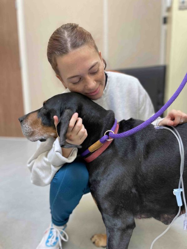 vet tech hugging black hound dog with mastitis