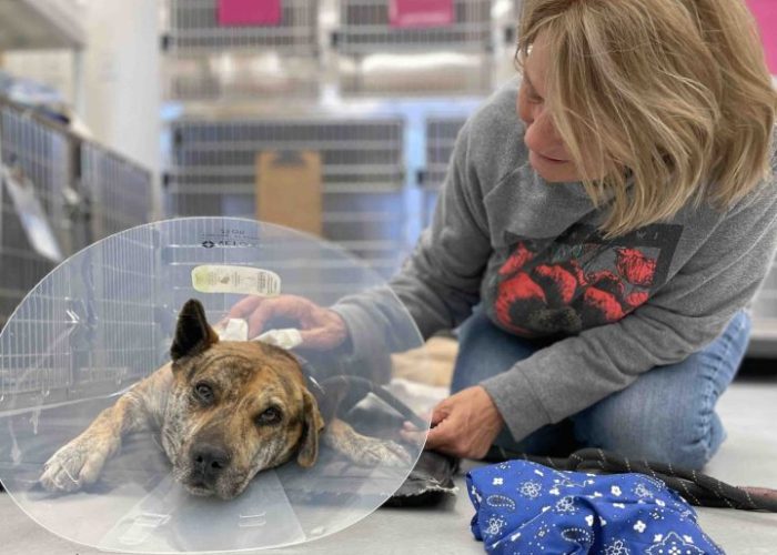 woman petting dog as he wakes up after surgery