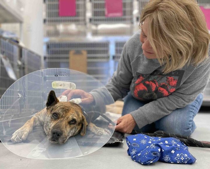 woman petting dog as he wakes up after surgery