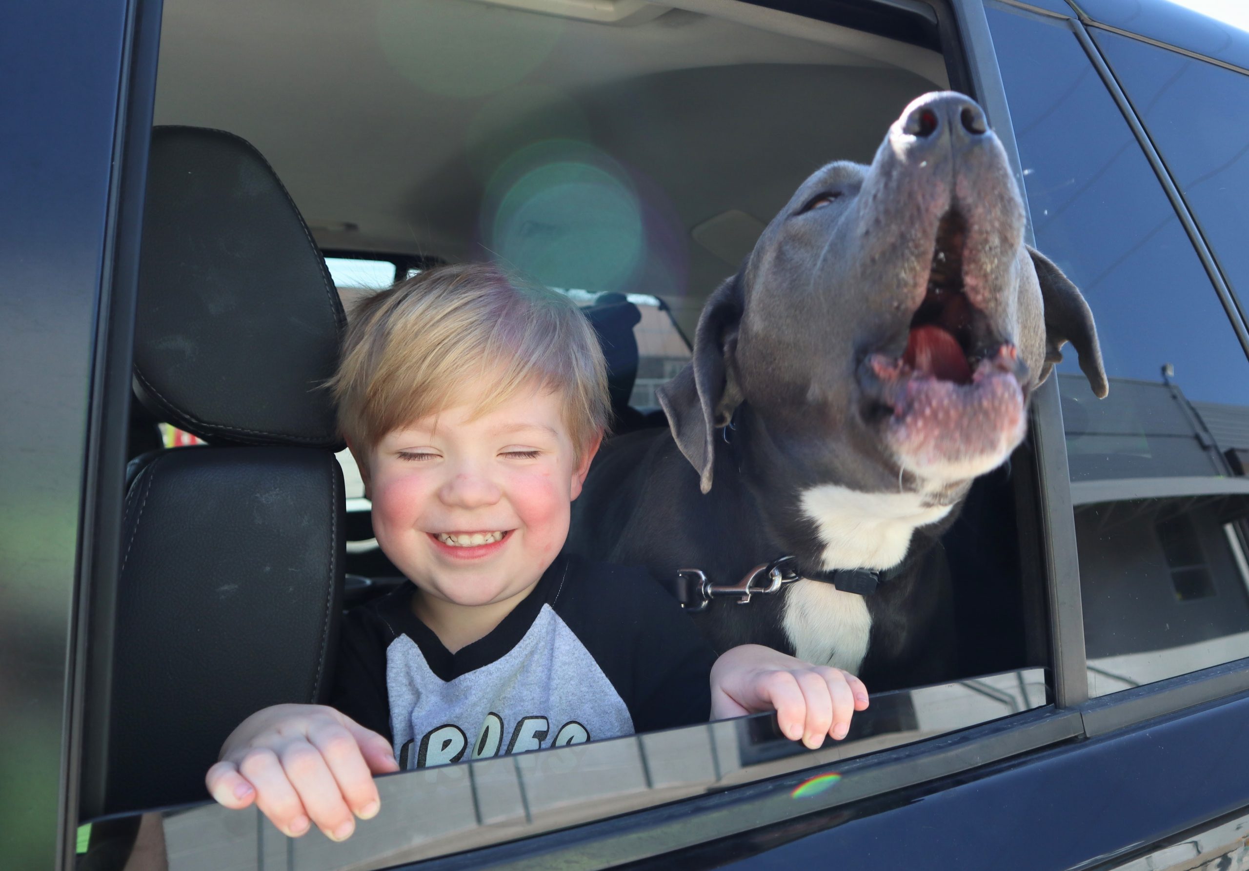 a boy and a dog look out a car window