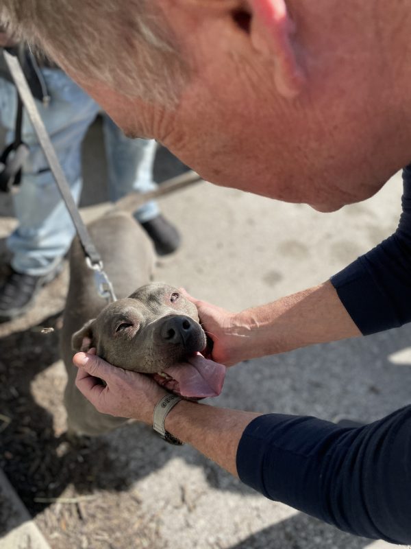 blue pit bull getting head scratches