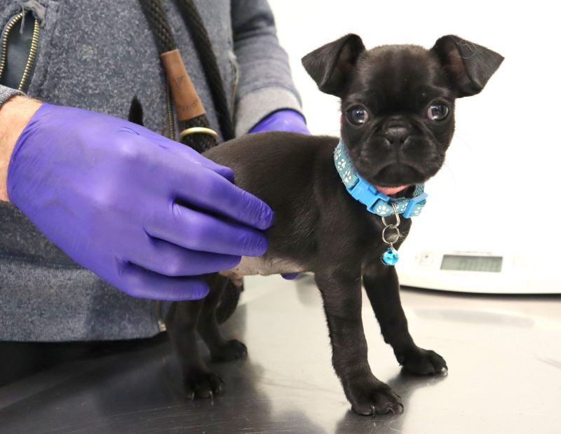 A black pug stands on a metal exam table.