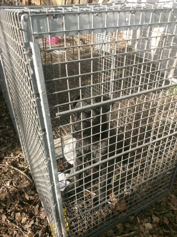 Second puppy caught and taken to the shelter. 