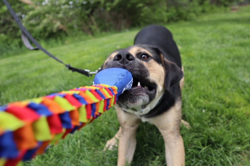 Dogs love to play tug-of-war. And just about anything else for that matter. 