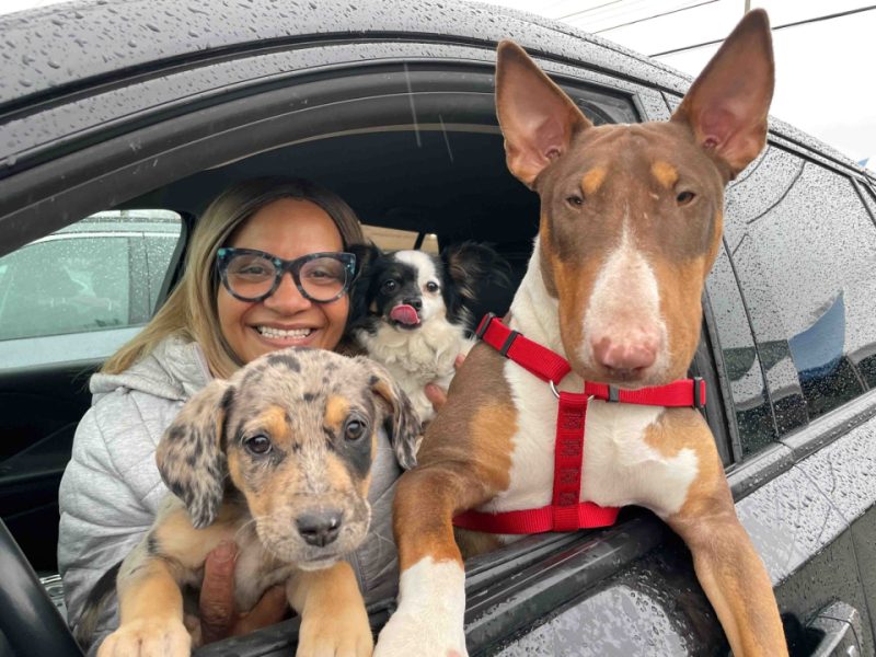 woman in car with her papillon, catahoula leopard dog and bull terrier sticking their heads out the window of her car