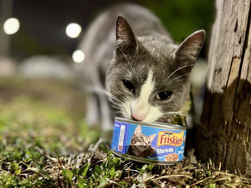 Hungry cats were found at every stop. 