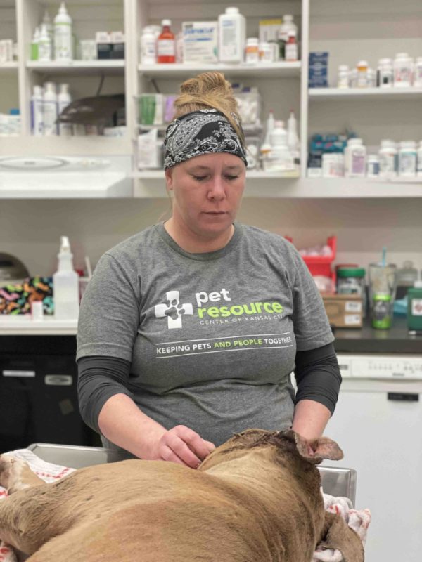 vet tech tending to dog's bite wounds