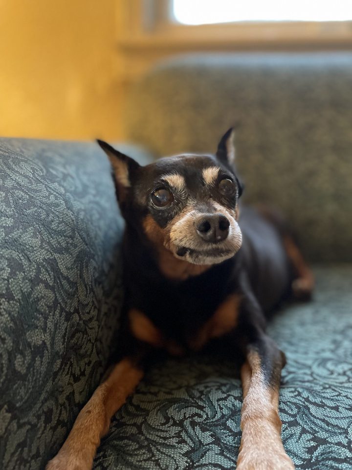 senior miniature pinscher dog on couch