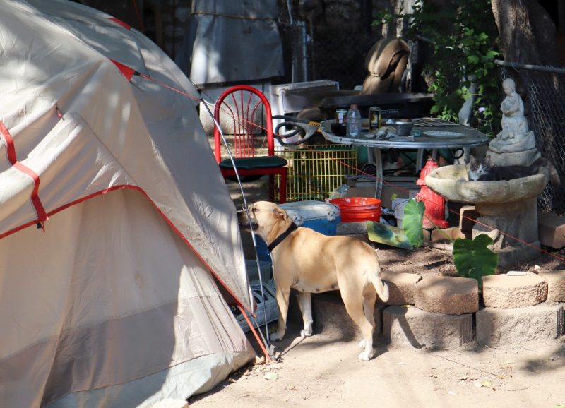 Our outreach team provided Hani, his dogs and cat a tent to help protect them. 