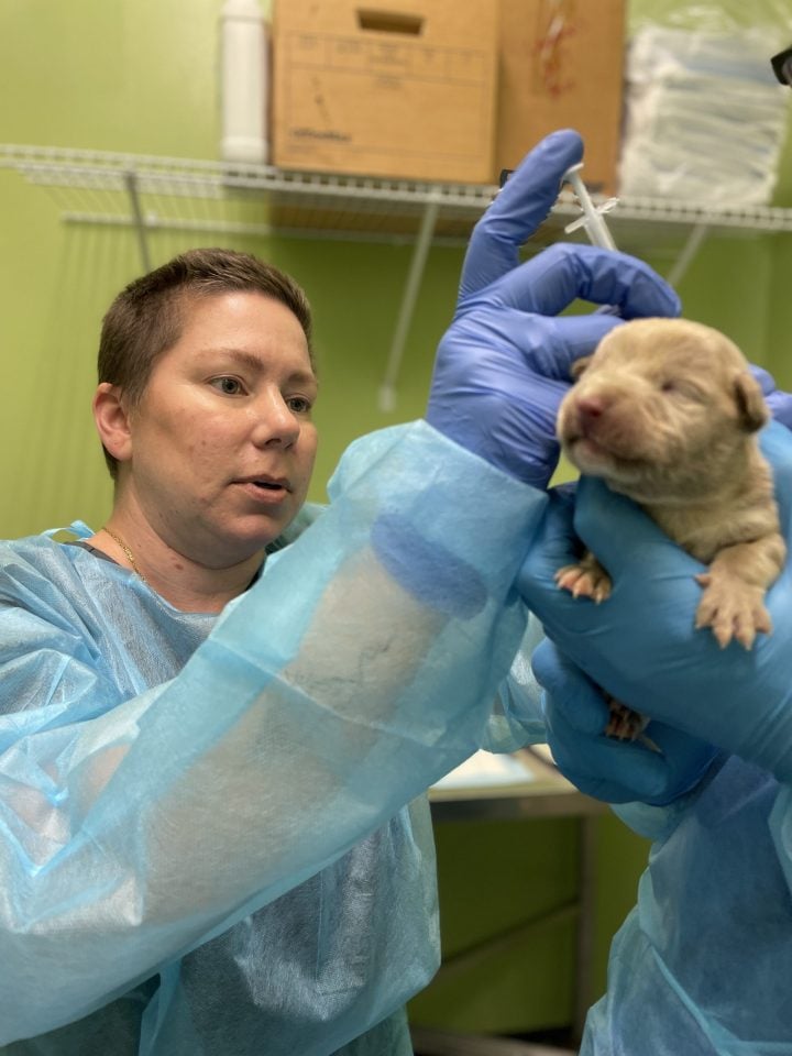 vet doing parvo treatment on week-old puppy