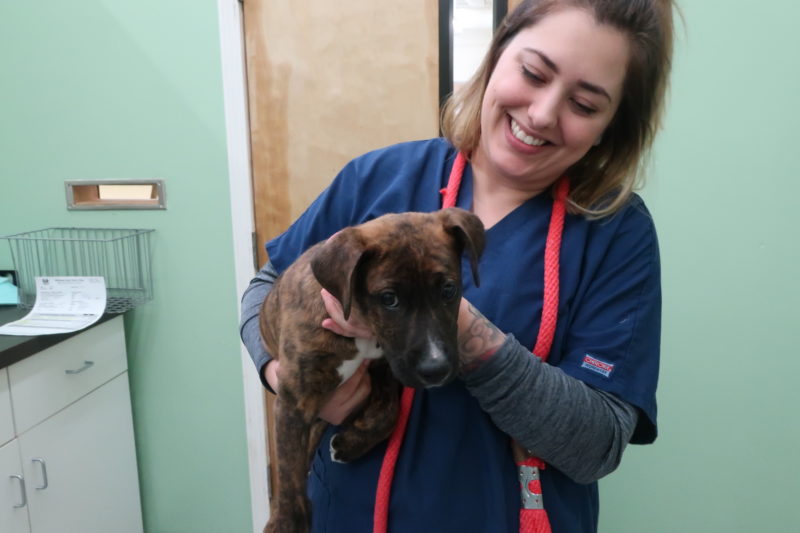 There is always a steady stream of puppies and kittens coming to the clinic for booster vaccinations.