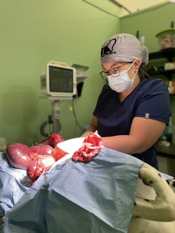 veterinarian performing pyometra surgery