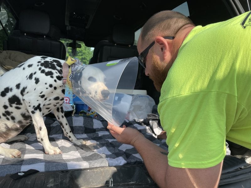 dalmatian in car going home after surgery
