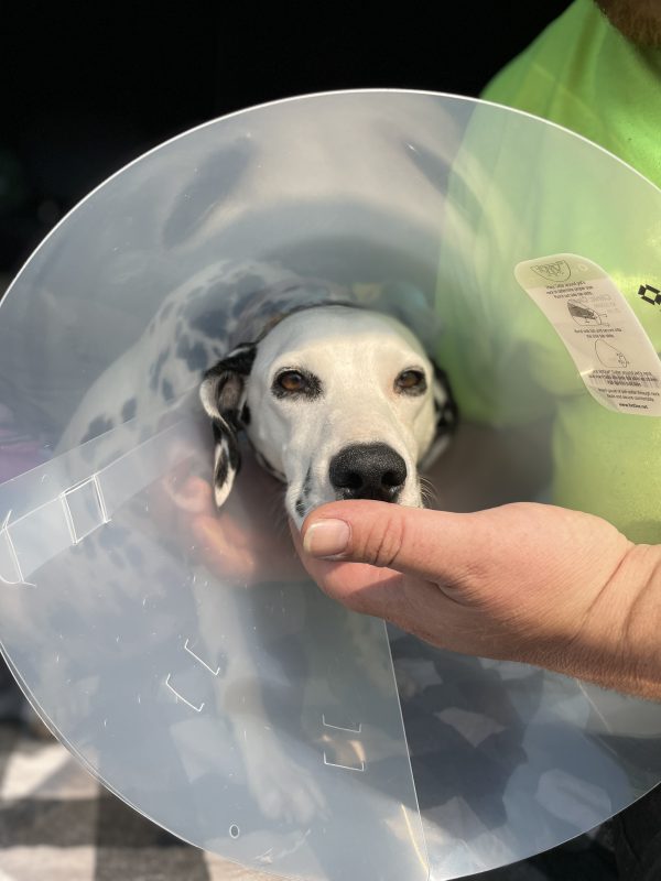 dalmatian wearing cone and resting her head on her owner's hand