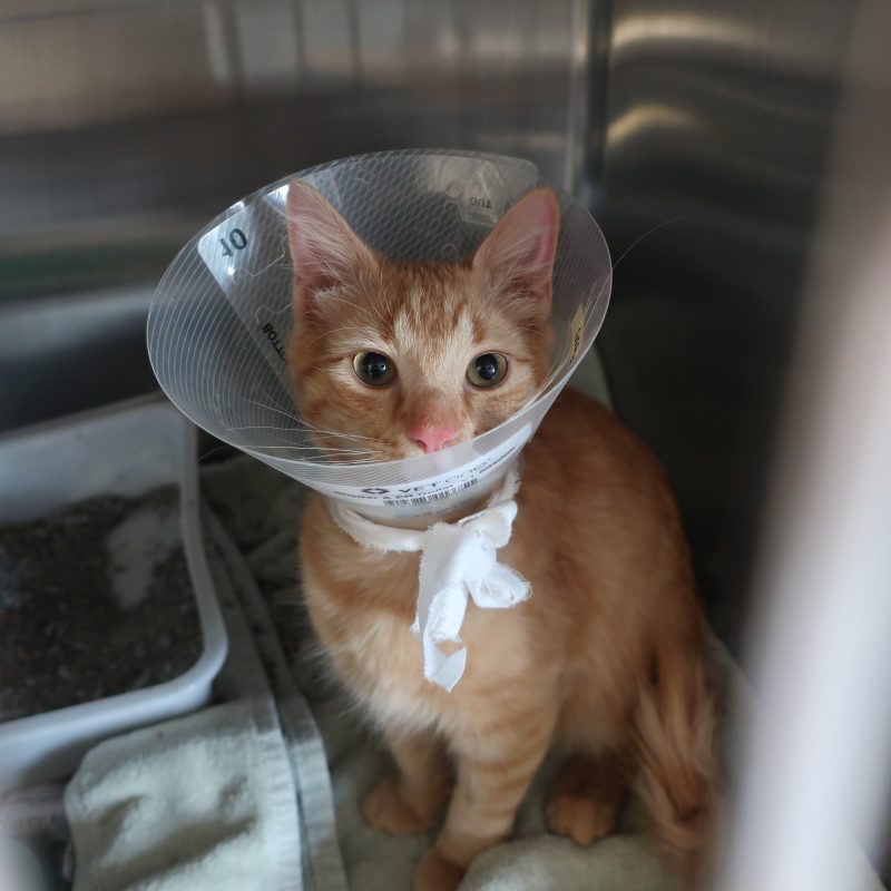 orange tabby wearing e-collar after getting neutered