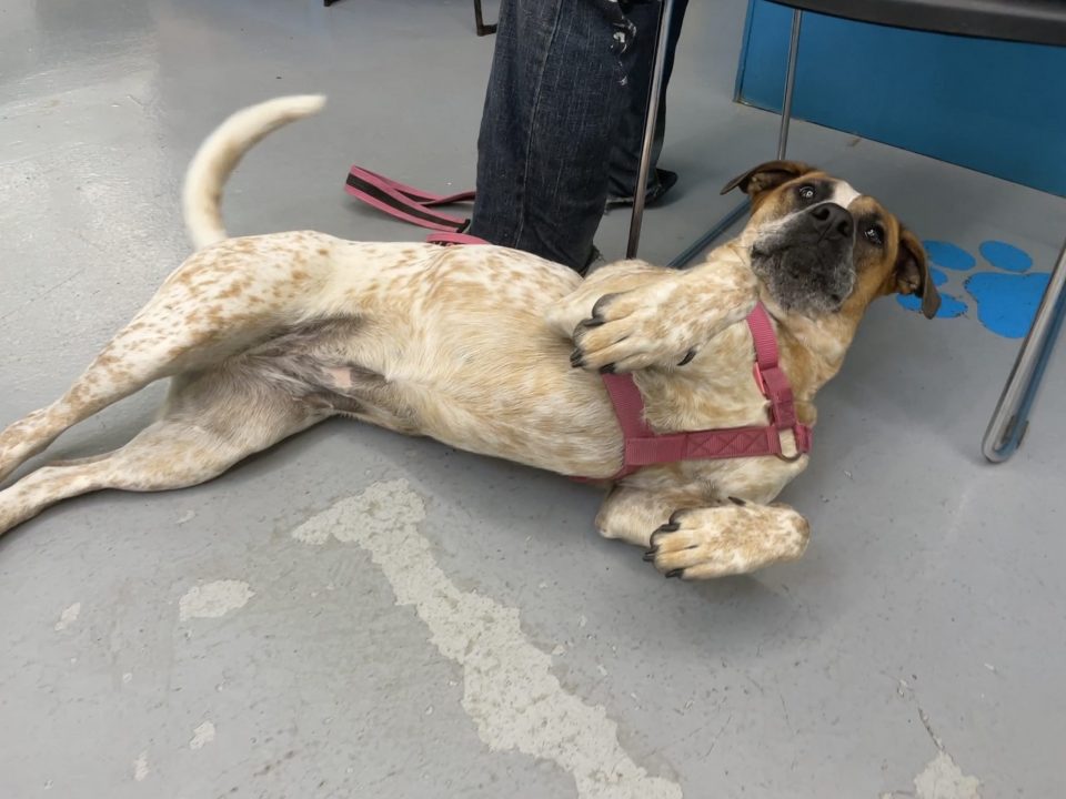 dog laying on floor wanting belly rubs