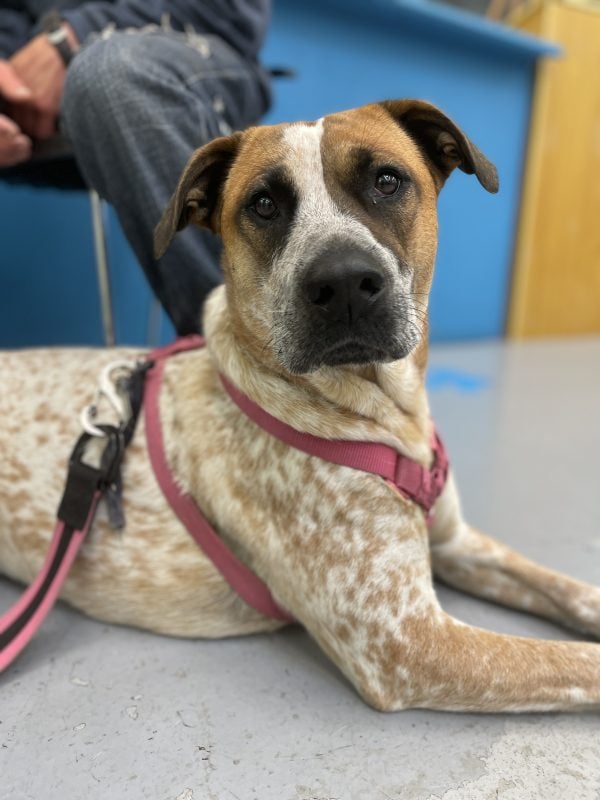 beautiful white and brown-spotted shepherd mix