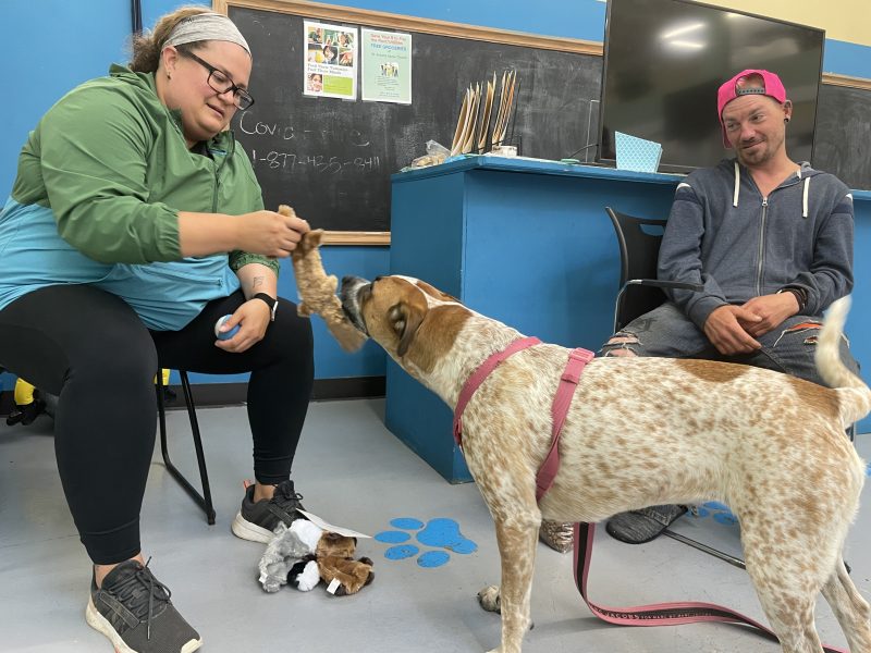 woman and dog playing tug-o-war with a toy