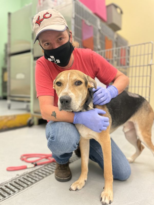 tan and black mixed breed dog at vet