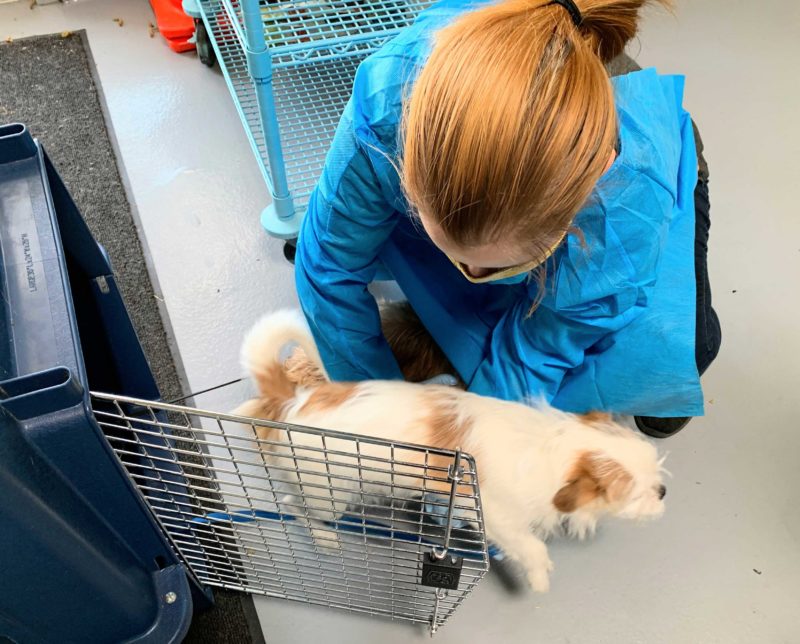 A woman in medical scrubs takes a dog out of a kennel.