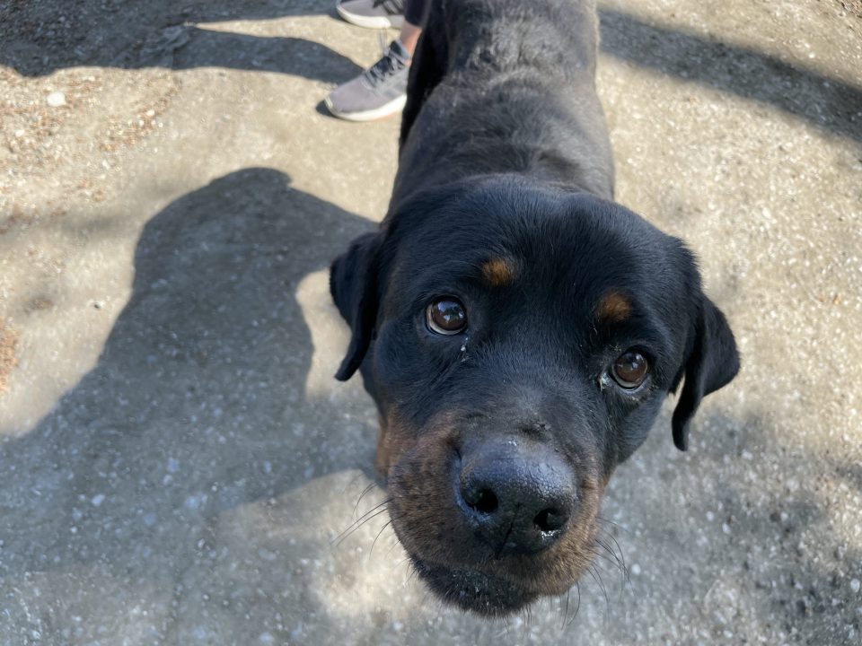 Rottweiler with big brown eyes