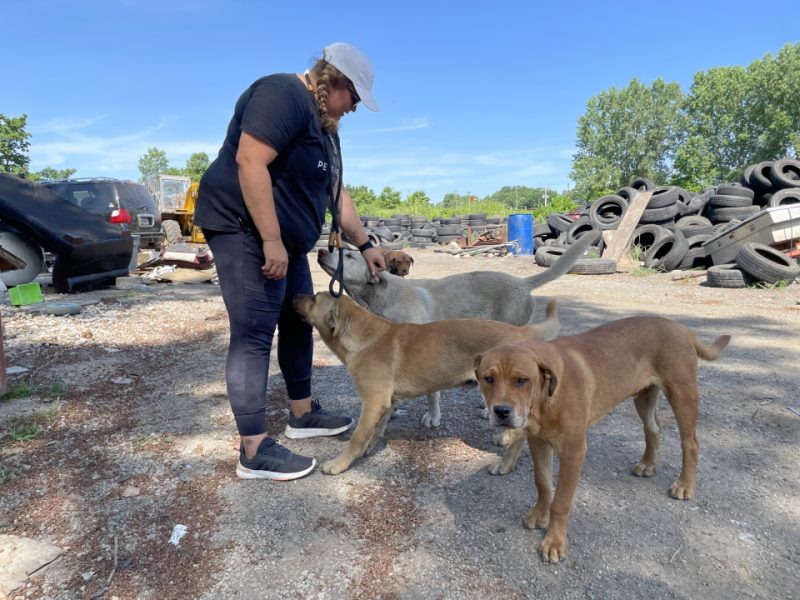 outreach team petting dogs at junkyard