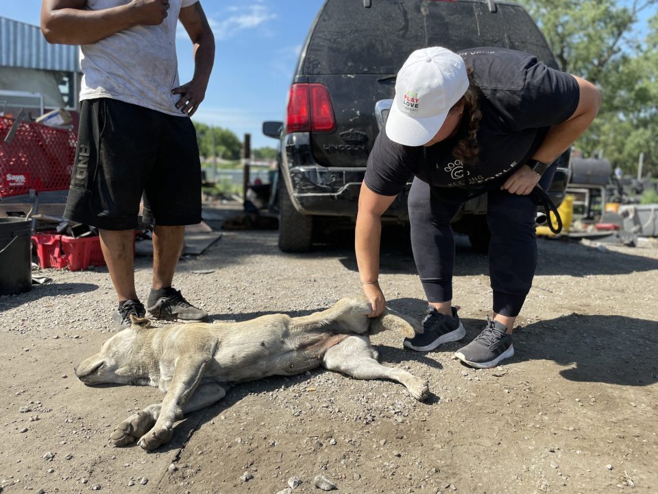 outreach team member doing exam on dog in the field