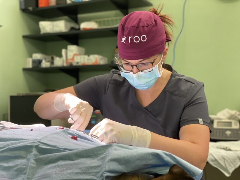 veterinarian performing laceration repair