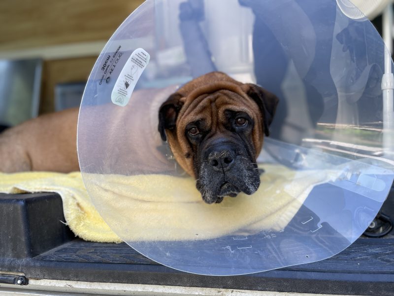 English mastiff being transported after surgery