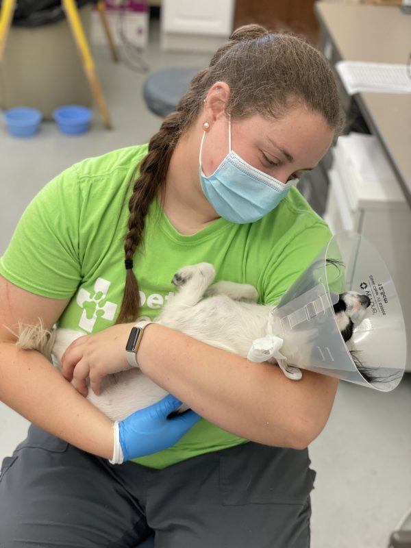 What It Truly Means to Be a Vet Tech • Pet Resource Center of Kansas City