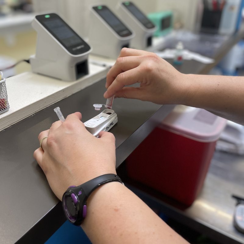 veterinarian running a heartworm test