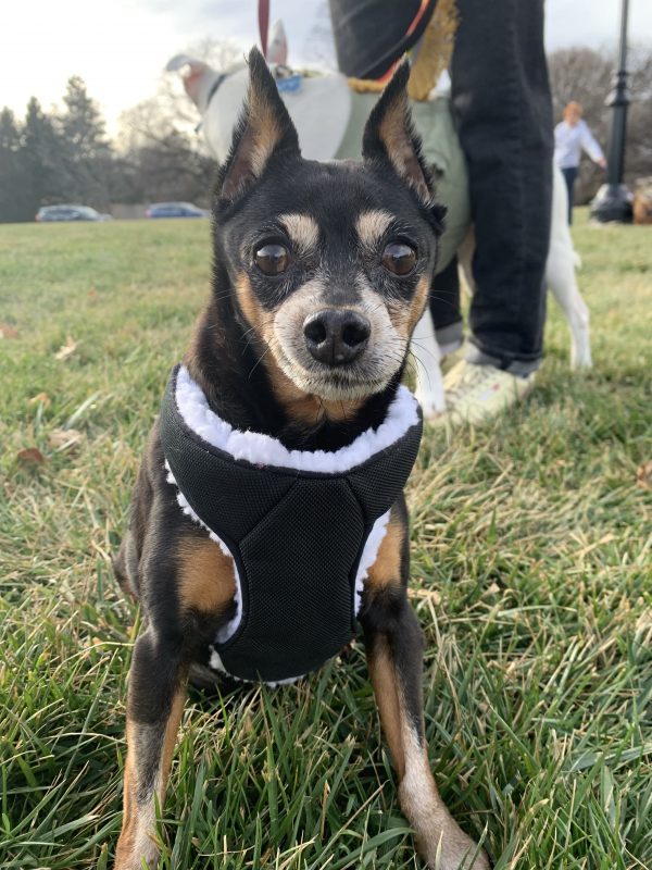 senior miniature pinscher dog outside