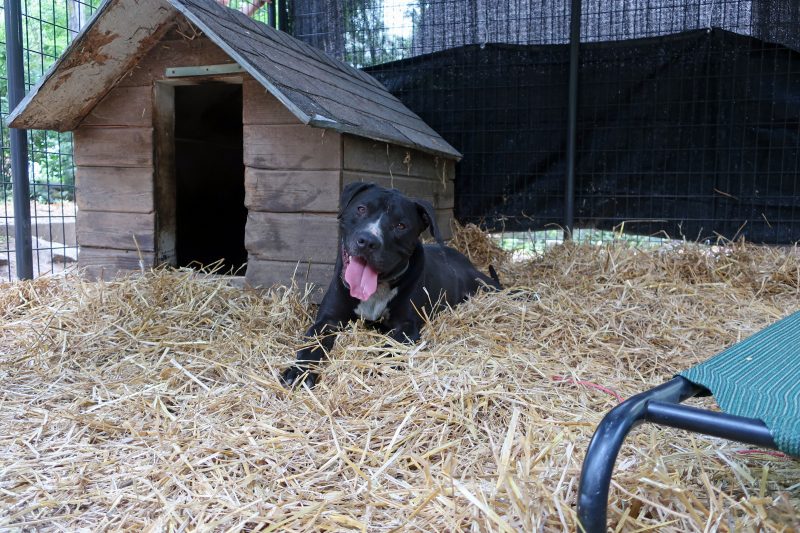 Black dog laying outside of its dog house sticking its tongue out