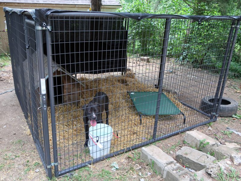 10 foot by 10 foot dog run with a dog house, bed, water bowl and straw inside