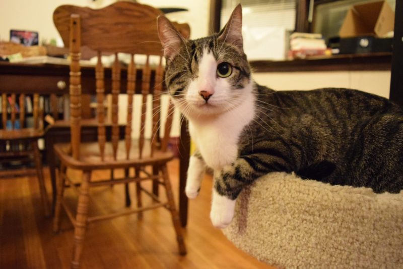 a one-eyed cat looks at the camera