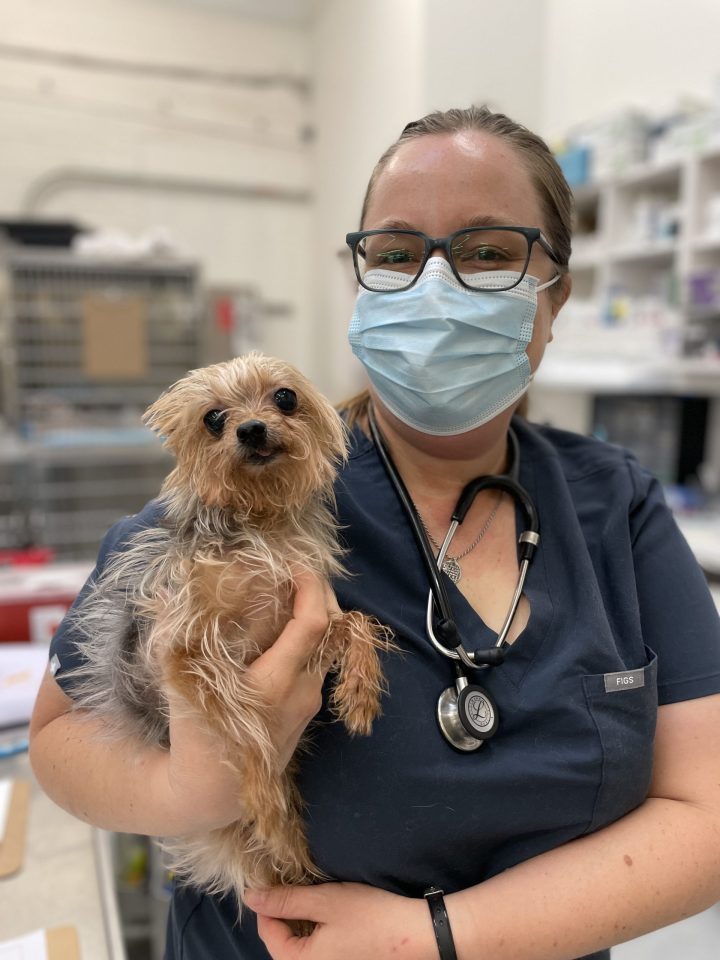 vet holding yorkie