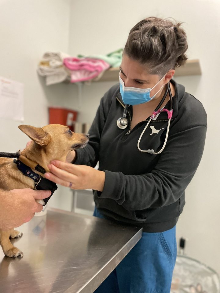 vet doing exam on small dog