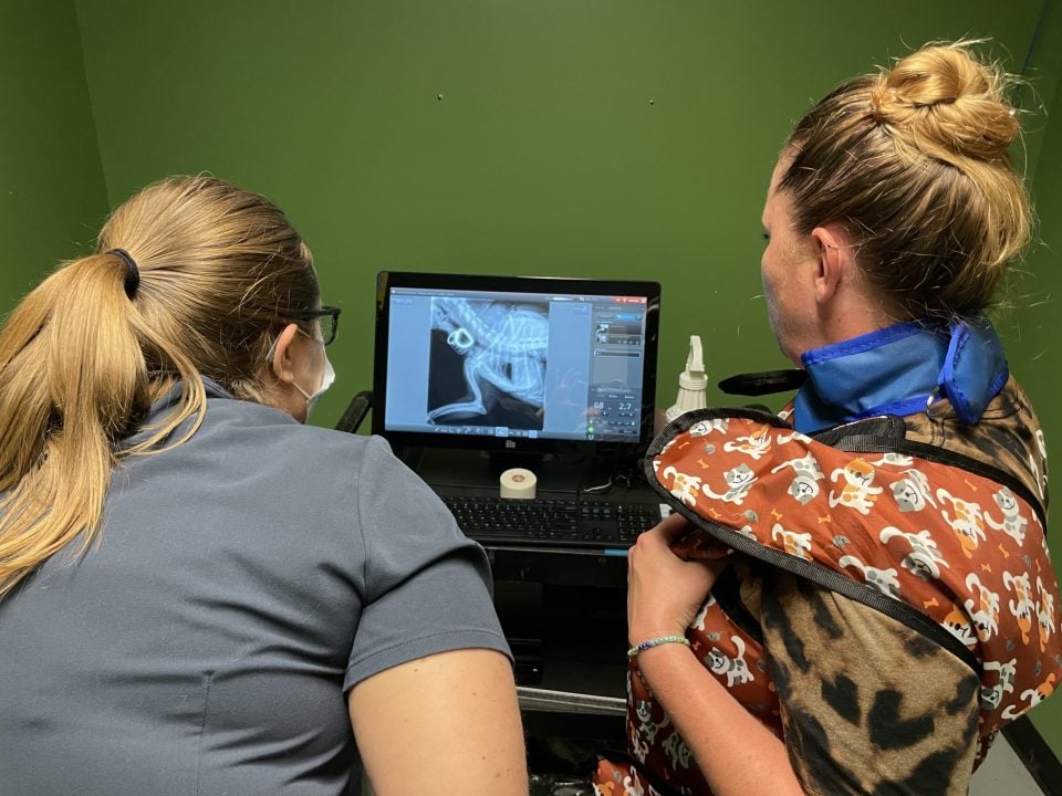 vet and vet tech examining x-rays