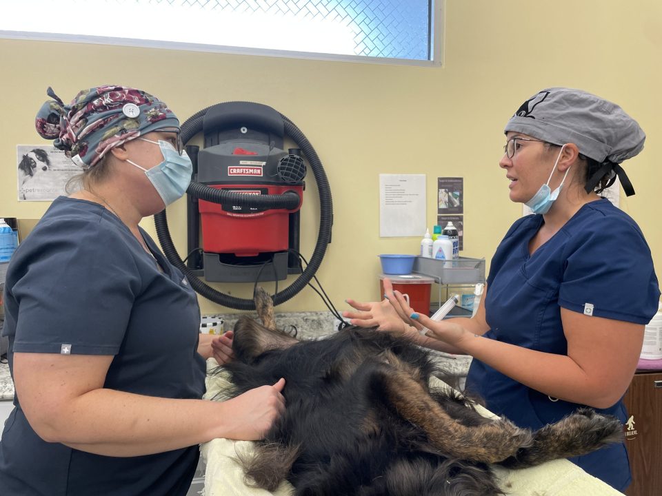 two vets discussing bladder stone removal surgery